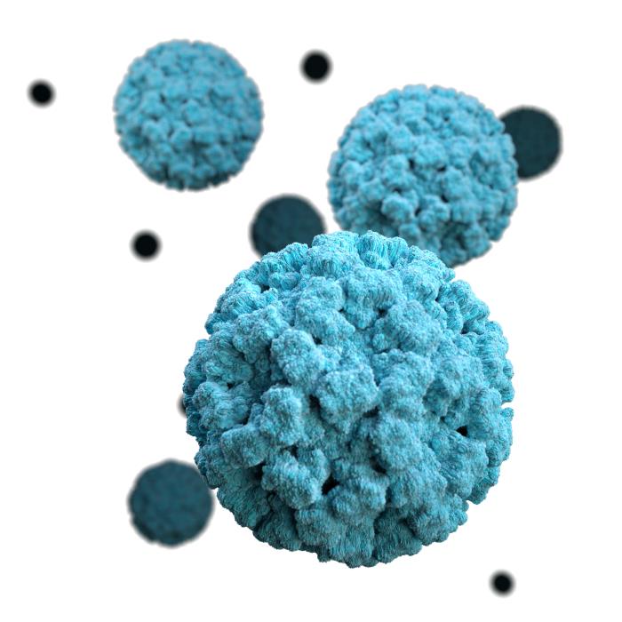 Noravirus